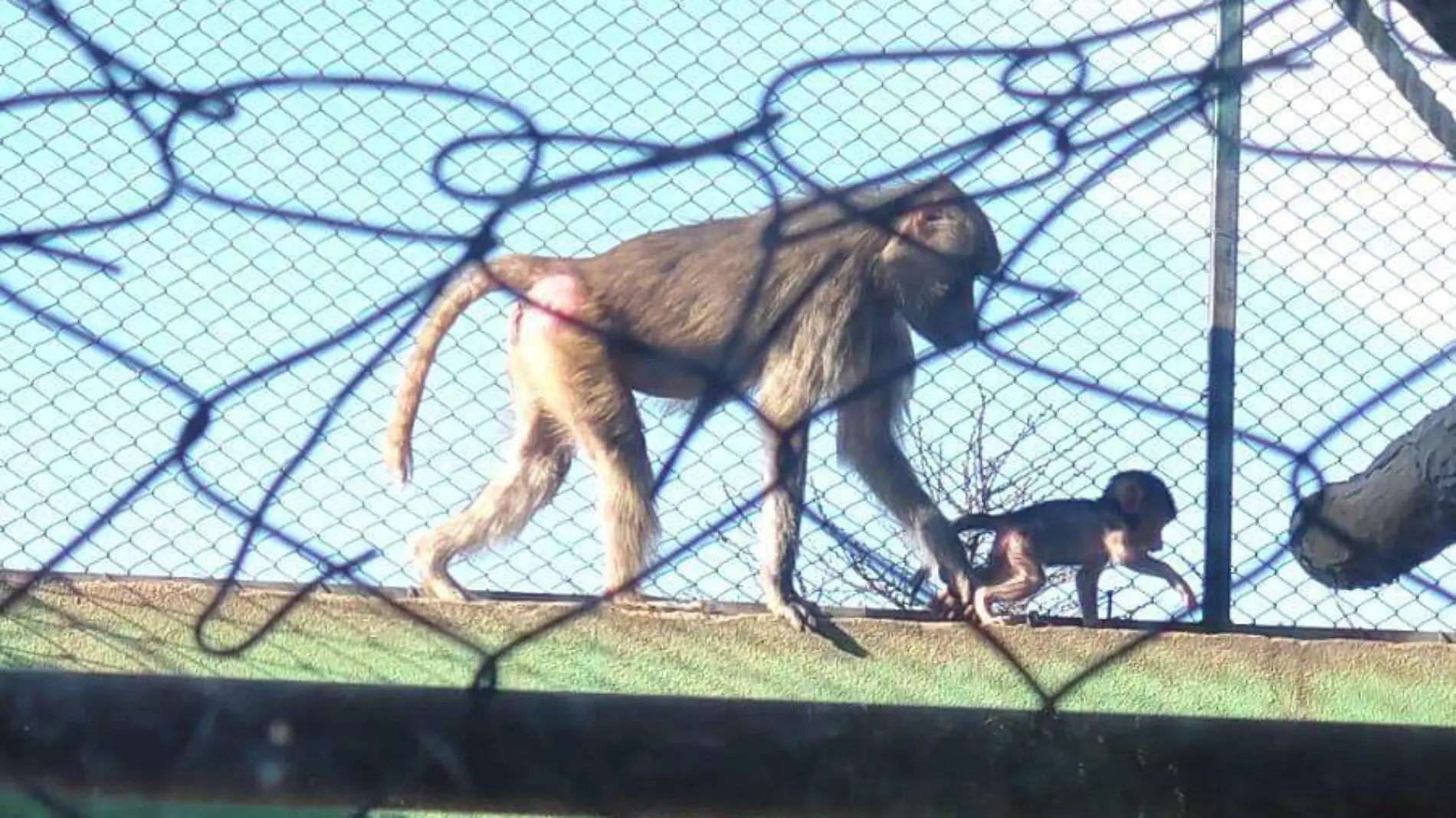 ZOOLÓGICO DE MEXQUTIC  (1)